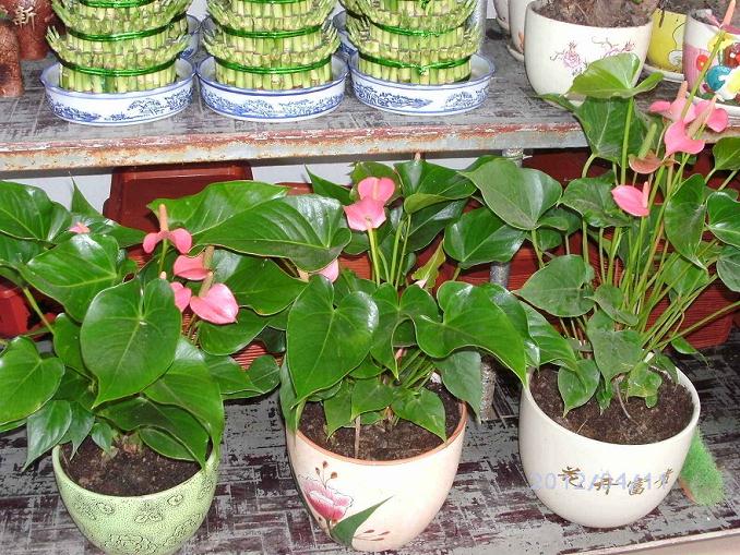 沈阳首届盆景艺术节在东北花卉盆景科技博览园开幕