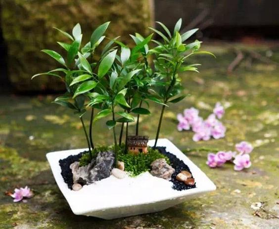 宜都87家花卉苗木经营企业 成立花木盆景协会