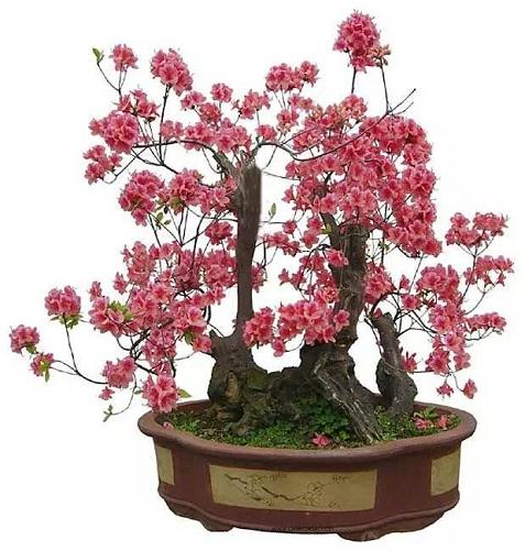 德兴市占才小学制作花卉盆景美化校园