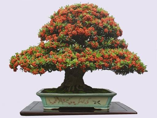 市花卉盆景协会推动植物园盆景园创建