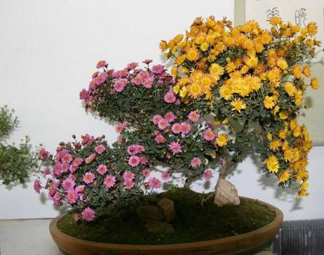 准旗开展&ldquo;绿色新生活，美丽薛家湾&rdquo;盆景花卉展览活动