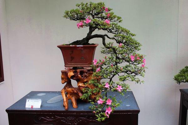 涟源市第十九届花卉盆景根艺奇石展开幕