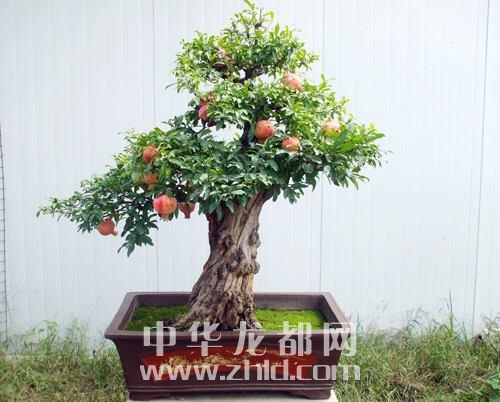 周口盆景登堂入室