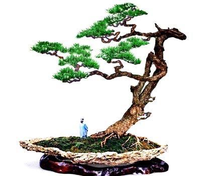 海南迎春花市开幕 4000余种花卉盆景争芳斗艳