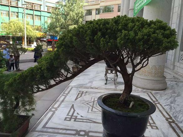 庆祝开斋节 300盆大型盆景花卉亮相西宁南关清真寺