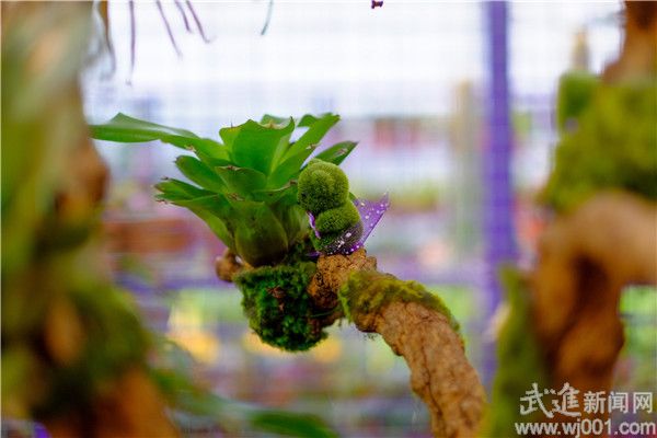 盆景花卉增添圣诞元素 迎接圣诞销量的小高峰