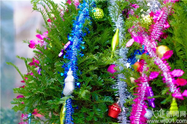 盆景花卉增添圣诞元素 迎接圣诞销量的小高峰