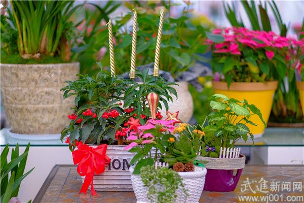 盆景花卉增添圣诞元素 迎接圣诞销量的小高峰