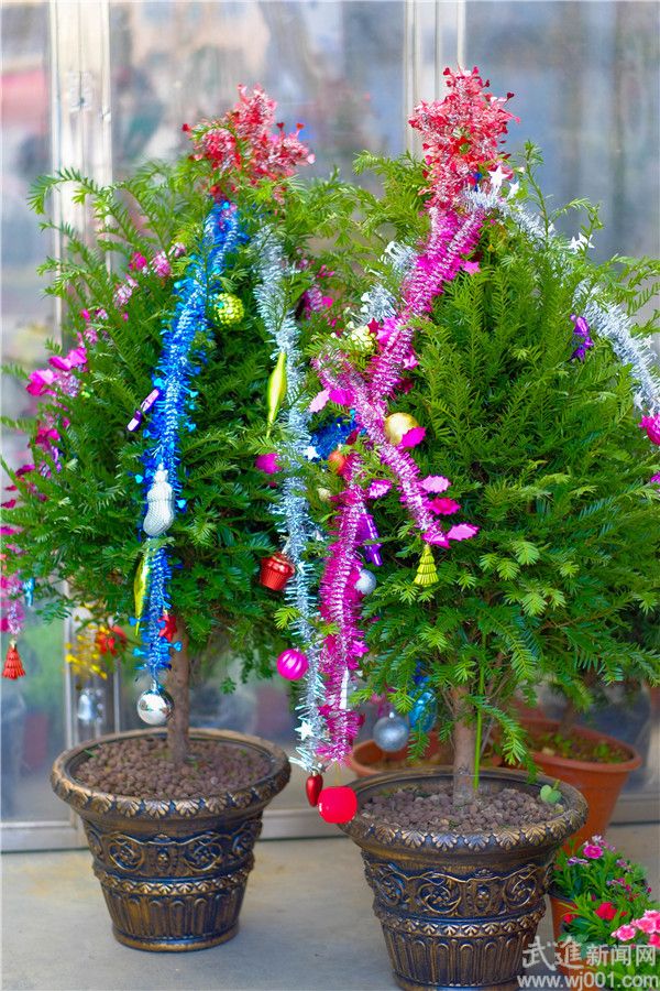 盆景花卉增添圣诞元素 迎接圣诞销量的小高峰
