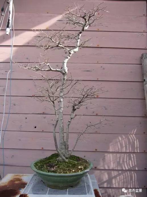 盆景学堂 | 环切分株法图解