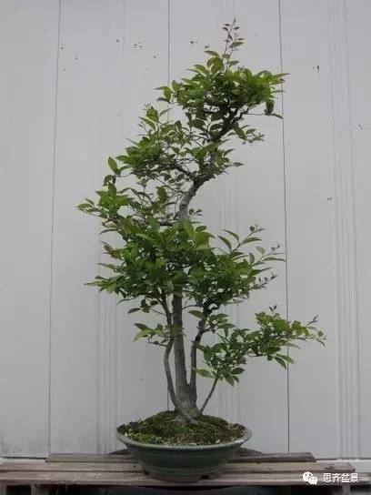 图解 盆景怎么环切分株的方法