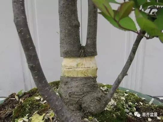 图解 盆景怎么环切分株的方法
