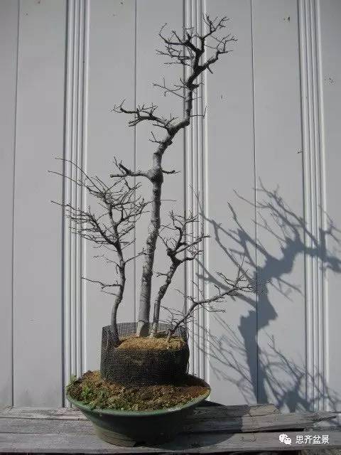 图解 盆景怎么环切分株的方法