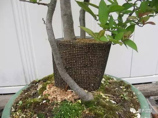 图解 盆景怎么环切分株的方法