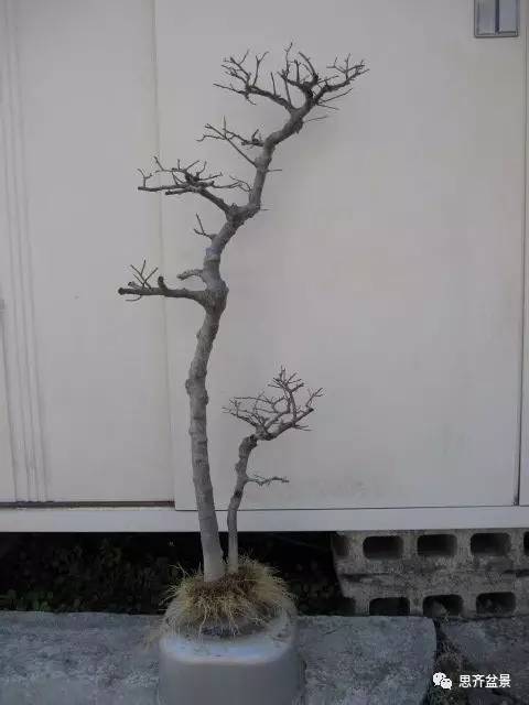 图解 盆景怎么环切分株的方法