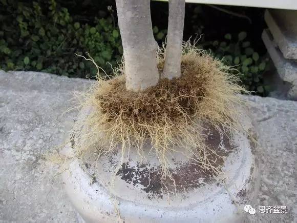 图解 盆景怎么环切分株的方法