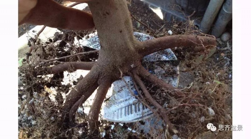 图解 盆景怎么环切分株的方法