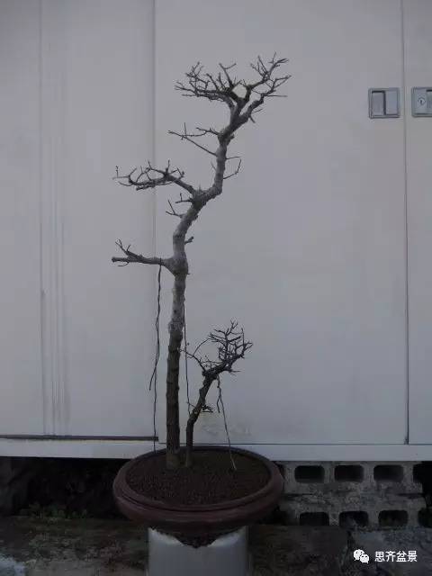 图解 盆景怎么环切分株的方法