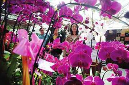 1.jpg 新疆春节临近 各种花卉及盆景受市民青睐