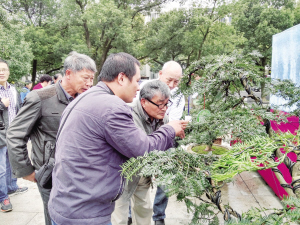 浙江省首届&ldquo;会稽山杯&rdquo;香榧盆景大奖赛
