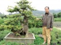 吴挺强和他的澳洲杉盆景