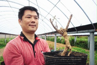 台农民将枸杞盆景艺术化 可食可赏妙用多(图)
