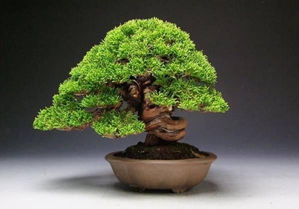 松树盆景 剪掉松针的三大好处