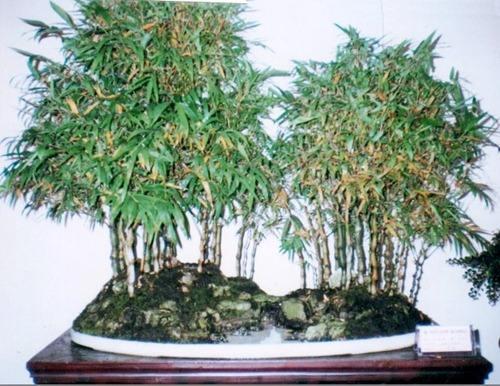 抓住3个关键点 种好盆栽竹