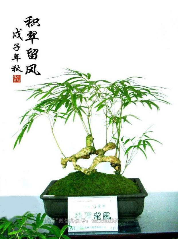 竹子节 到望江公园做竹艺盆景去
