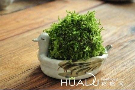 “小清新苔玉”等小盆景的制作方法