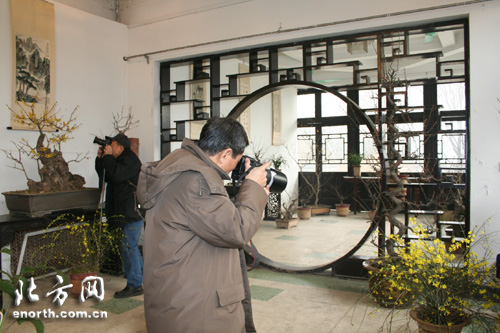 水上公园腊梅迎春 200多盆盆景竞相争妍（图）