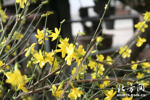 水上公园腊梅迎春 200多盆盆景竞相争妍（图）