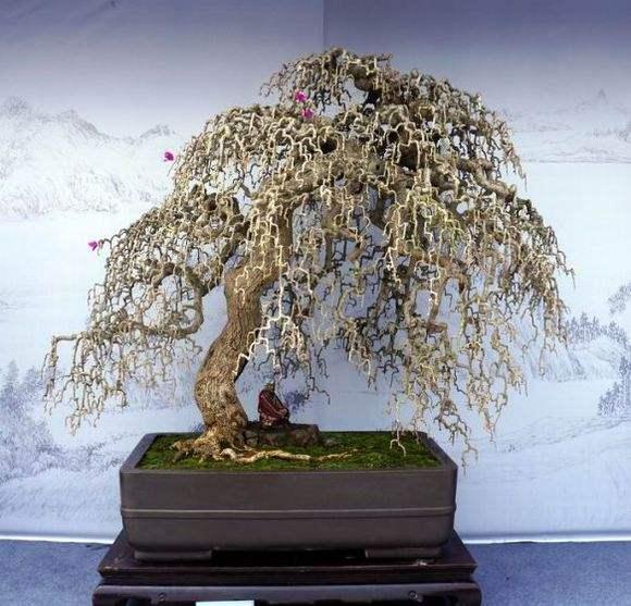 郑州举办中州垂柳型柽柳盆景研讨会