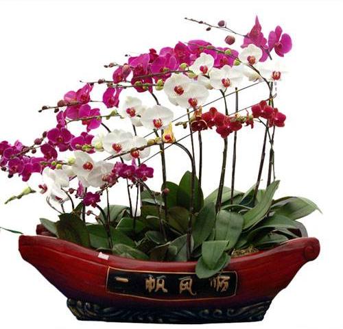 盆景大师创新品种 来东湖公园赏蛤蟆顶兰花