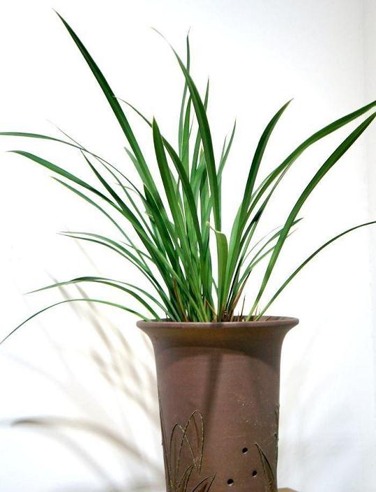 兰花飘香盆景优美