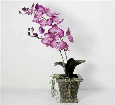 2015六安兰花杜鹃盆景展开幕