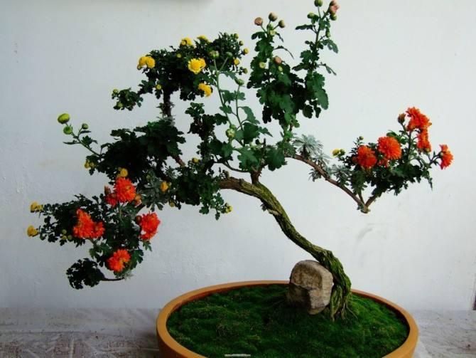 家中盆栽菊花可以入药吗?