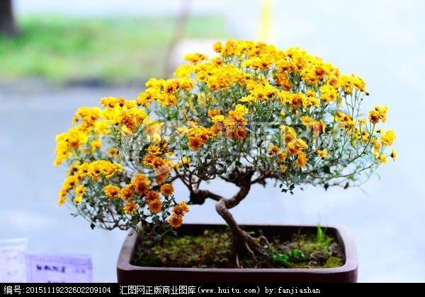 菊花品种展览会盆景菊种植进展顺利