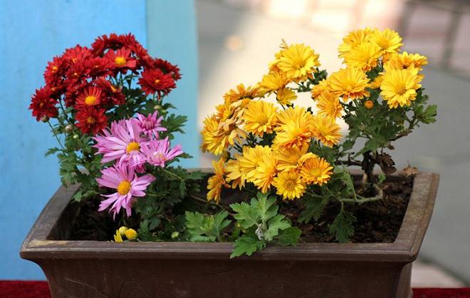 菊花盆景奇巧 树菊丈菊夺目