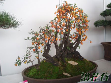 老鸦柿盆景是盆栽界的明星树种