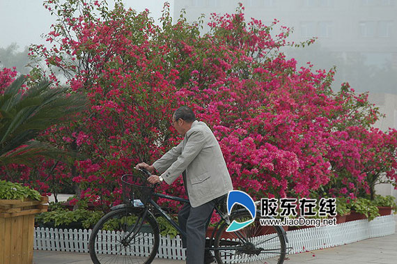 市民驻足欣赏三角梅