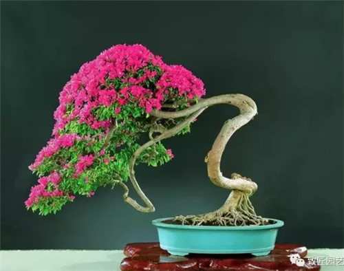 如何让三角梅盆景多开花的4个方法