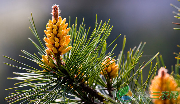 马尾松盆景该如何修剪的3个步骤