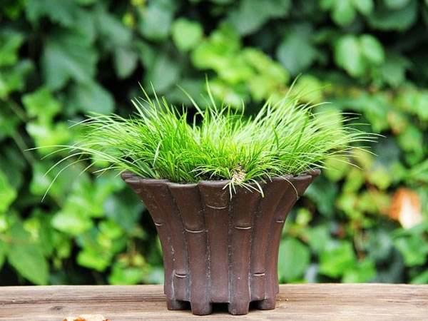 江苏省首届电商与文化菖蒲盆景在洪泽电商城开展