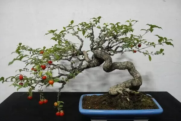 【盆景樱桃】樱桃的盆栽技术