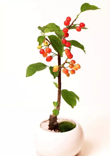 【盆景樱桃】樱桃的盆栽技术