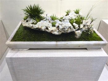 姜堰博物馆举办菖蒲盆景展