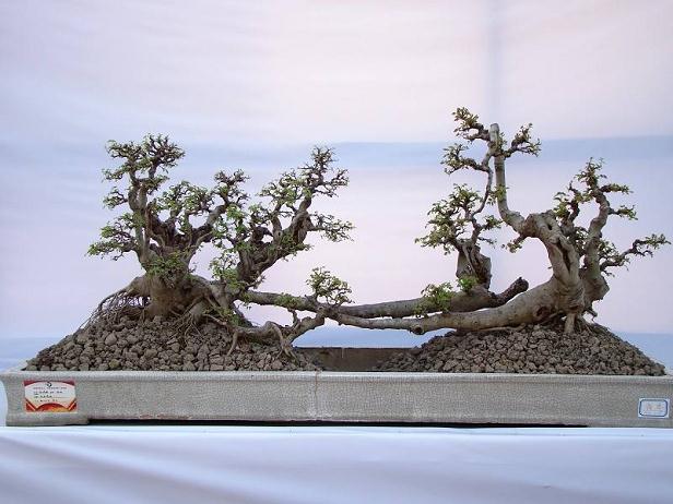 容桂成中国盆景名镇