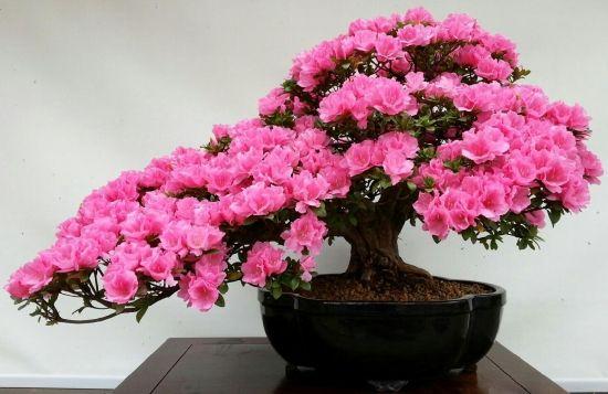 西洋杜鹃盆景亮相拙政园(图)