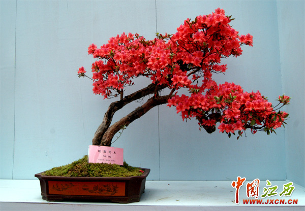 2000盆杜鹃盆景井冈绽放 引爆四月井冈赏花热潮